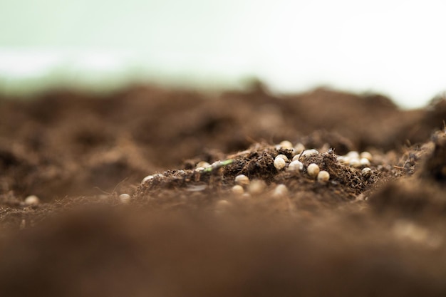 Coltivazione di semi di ortaggi su terreno di semi in giardino di orticoltura metafora concetto di agricoltura Semina se