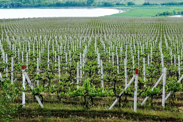 Coltivazione di vigneti in Moldavia