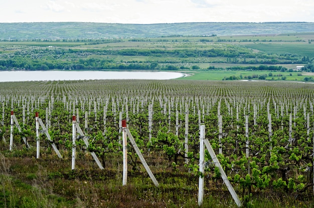 Coltivazione di vigneti in Moldavia