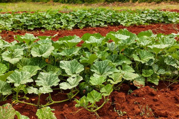 Coltivazione di zucchine biologiche