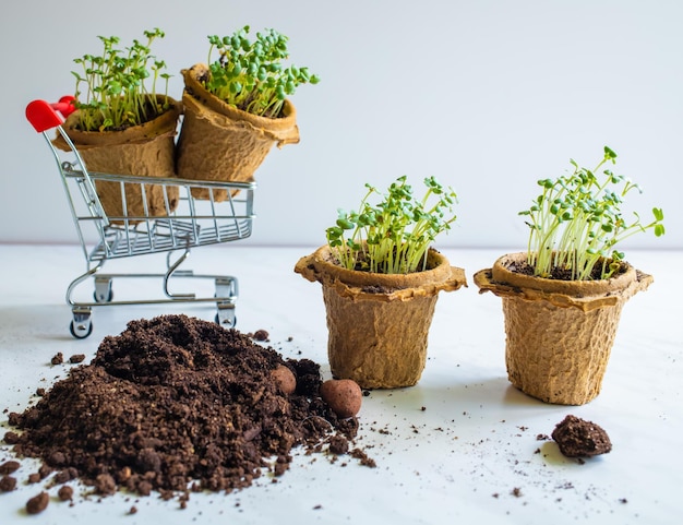 Coltivazione e cura delle piante da interno all'aperto Concetto di agricoltura per hobby e tempo libero