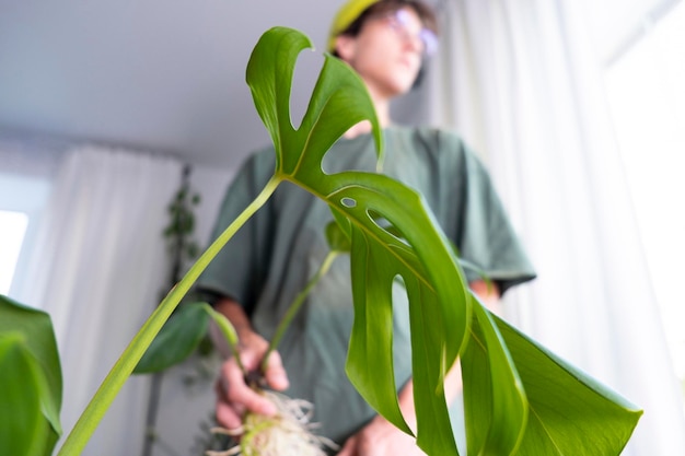 Coltivazione e cura delle piante in vaso da interno