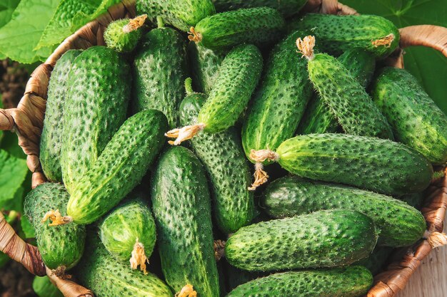 Coltivazione e raccolta di cetrioli fatti in casa. messa a fuoco selettiva.