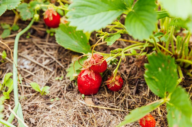 Coltivazione industriale di fragole pianta cespuglio con frutti rossi maturi fragola nella coltivazione naturale di letto giardino estivo di bacche in fattoria