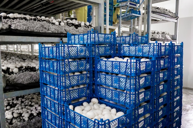 Coltivazione industriale moderna di funghi bianchi in grandi volumi