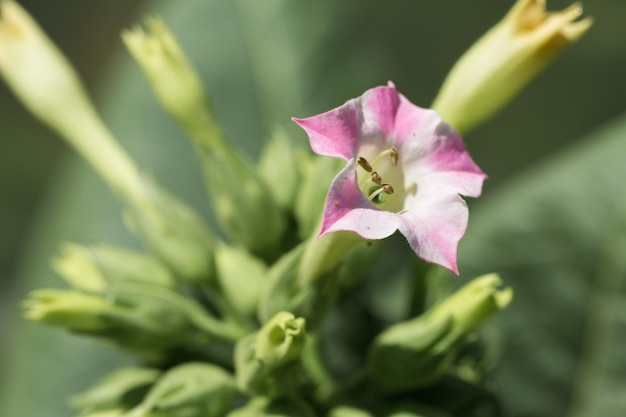 Coltivazioni di grandi foglie di tabacco che crescono nel campo delle piantagioni di tabacco Molti delicati fiori rosa di pianta di nicotina