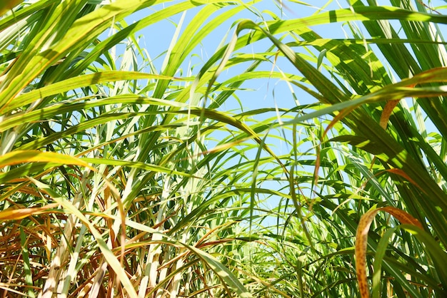 Coltivazioni di piantagioni di canna da zucchero in verde, foglie di canna da zucchero di piante tropicali di campi verdi natura agricola, pianta di canna da zucchero in cielo blu