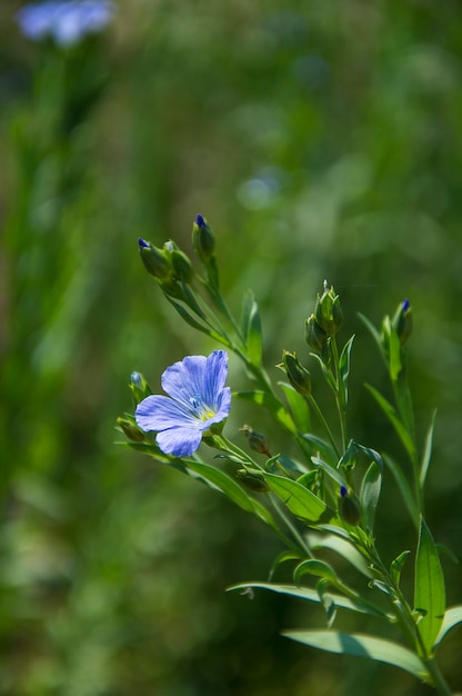 Coltivi il campo di belle piante e fiori del seme di lino, campo dell'agricoltura.