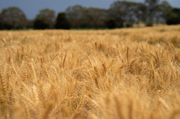 coltura di grano di grano in un campo in una fattoria che cresce in file che cresce una coltura in un di teste di semi di grano maturi pronti per la raccolta piante di orzo vicino nell'outback