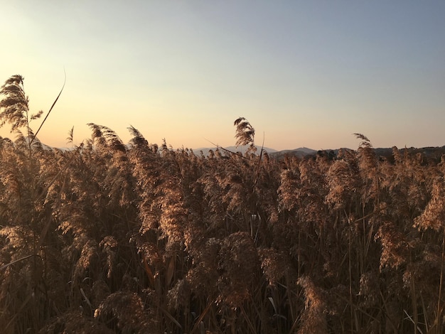 Colture che crescono sul campo agricolo contro il cielo