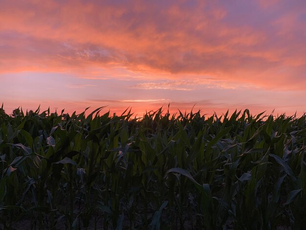 Colture che crescono sul campo contro il cielo durante il tramonto