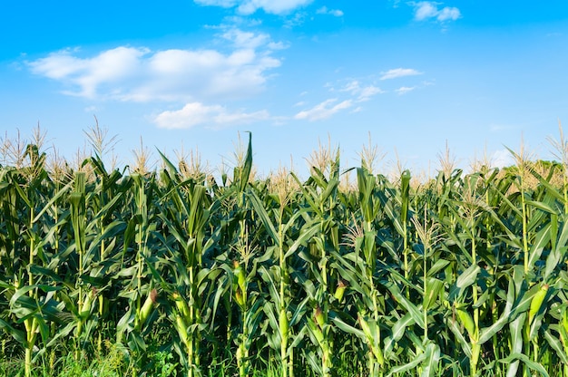 Colture che crescono sul campo contro il cielo