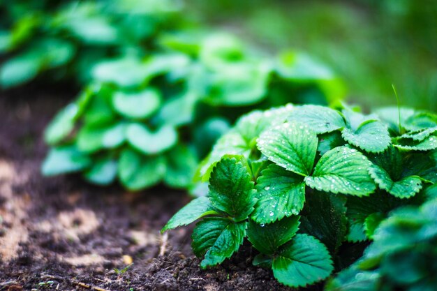 Colture di fragole piantate con gocce d'acqua sulle foglie Terreni coltivati da vicino con germogli Pianta agricola che cresce nella fila del letto