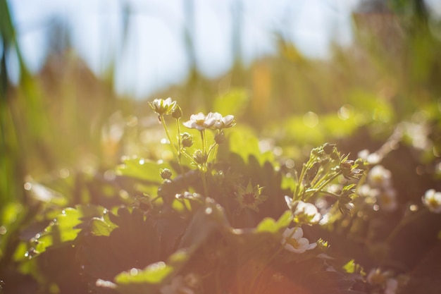 Colture di fragole sotto il sole Primo piano di terreni coltivati con germogli Pianta agricola che cresce nel giardino Coltivazione alimentare naturale verde