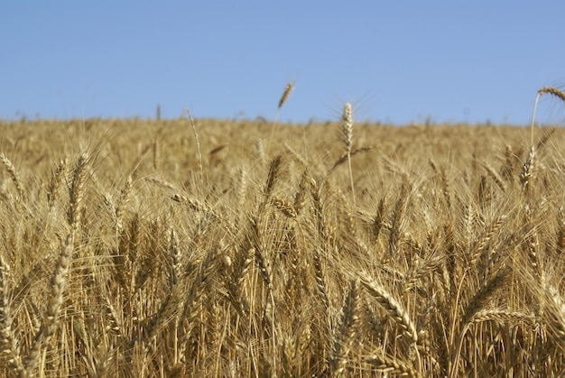Colture di grano che crescono sul campo contro un cielo limpido