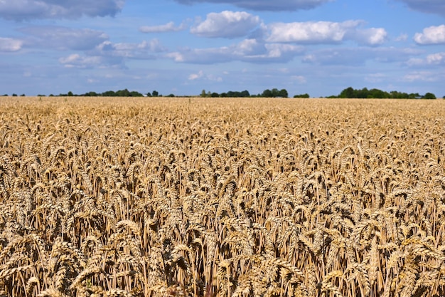 colture di grano in un campo agricolo