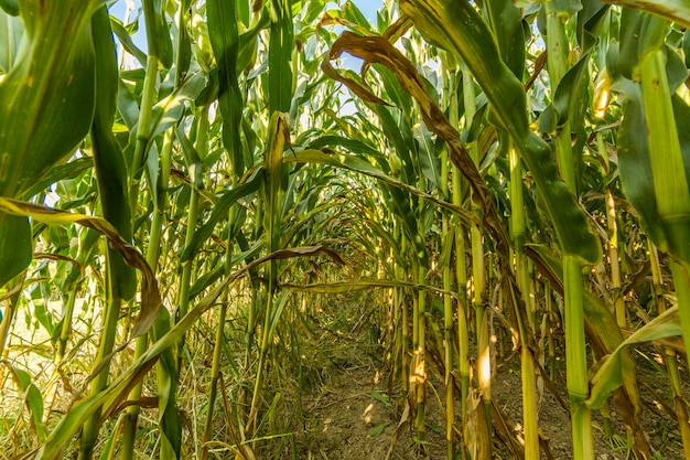 Colture di mais coltivate in campo