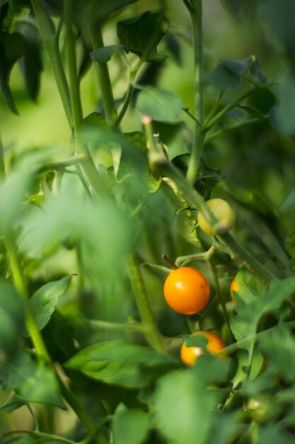 Colture di pomodoro piantate nel terreno maturano sotto il sole primo piano Terreni coltivati con germogli Pianta agricola che cresce nella fila del letto Coltivazione alimentare naturale verde