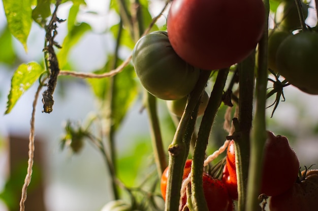 Colture di pomodoro piantate nel terreno maturano sotto il sole primo piano Terreni coltivati con germogli Pianta agricola che cresce nella fila del letto Coltivazione alimentare naturale verde