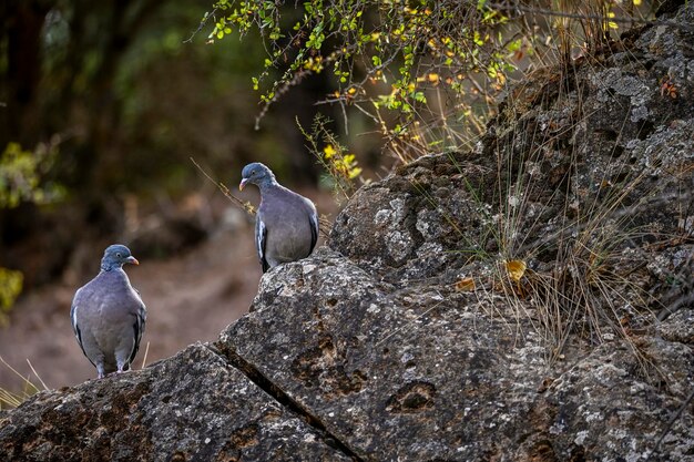 Columba palumbus Il colombaccio è una specie di uccello columbiforme della famiglia Columbidae