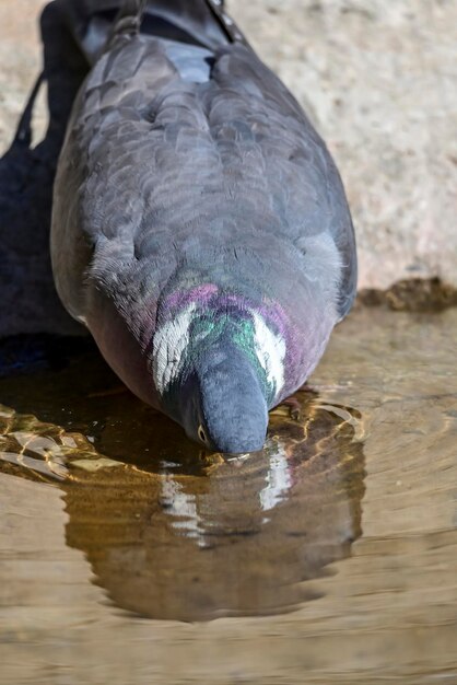 Columba palumbus il colombaccio è una specie di uccello columbiforme della famiglia dei columbidi