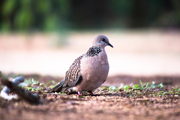 Columbidae O la tortora europea in cerca di cibo per terra