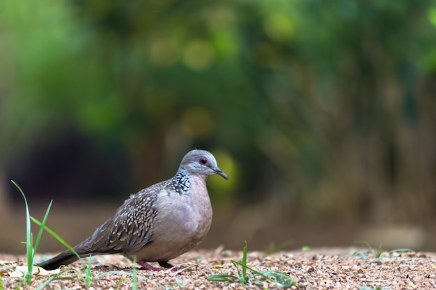 Columbidae ovvero la tortora europea in cerca di cibo per terra