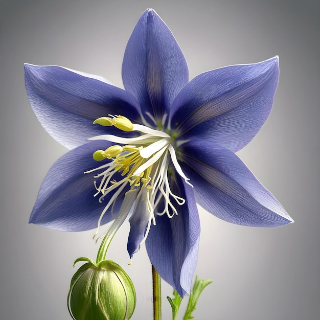 Columbine Aquilegia spp iper realistico iper dettagliato