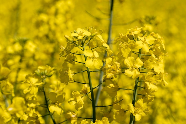 Colza a fioritura gialla in estate