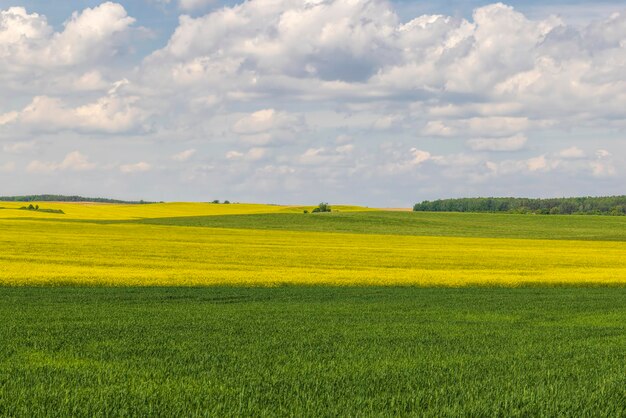 Colza a fioritura gialla in estate