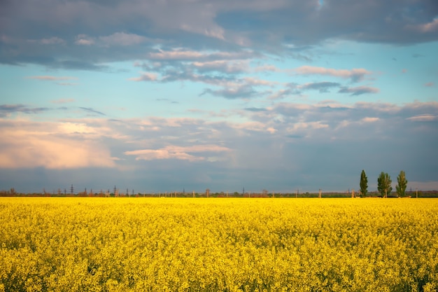 Colza di campo giallo in fiore. Vista grandangolare di un bellissimo campo di colza brillante di fronte a una foresta