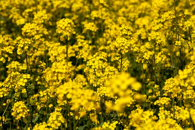 Colza fiorita con molti fiori gialli