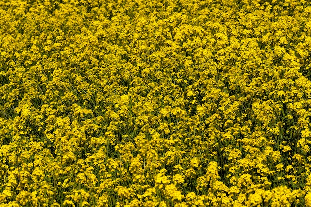 Colza fiorita con molti fiori gialli