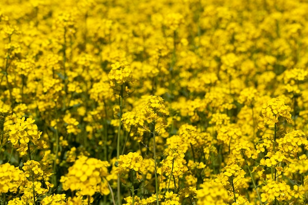 Colza fiorita con molti fiori gialli