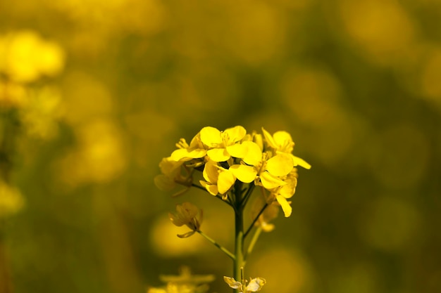 Colza in fiore primaverile