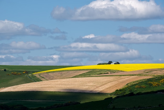 Colza nella campagna ondulata del Sussex