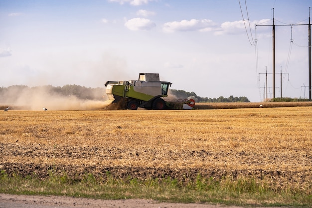 Combina i raccolti sul campo. Raccolta del grano. Le cicogne nel campo raccolgono il grano