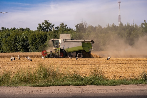 Combina i raccolti sul campo. Raccolta del grano. Le cicogne nel campo raccolgono il grano