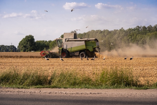 Combina i raccolti sul campo. Raccolta del grano. Le cicogne nel campo raccolgono il grano