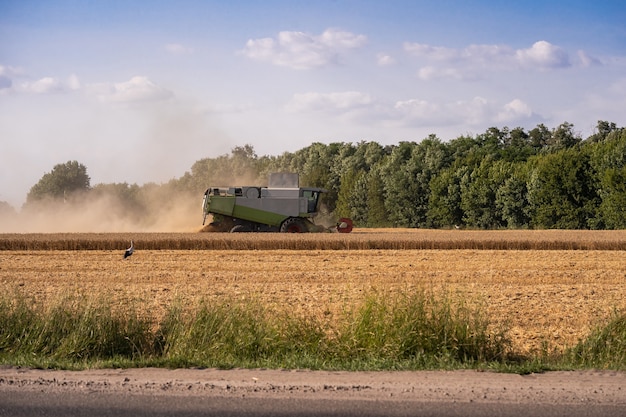 Combina i raccolti sul campo. Raccolta del grano. Le cicogne nel campo raccolgono il grano