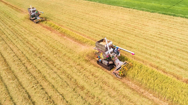 Combinare la macchina mietitrice con la fattoria del riso. Vista aerea e vista dall&#39;alto.