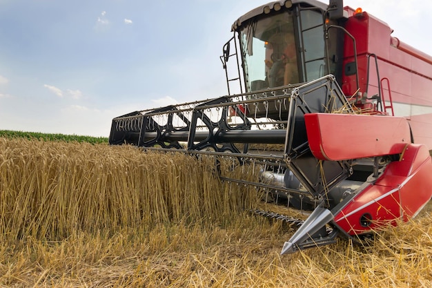 Combinare la raccolta di un campo di grano. Combina il lavoro sul campo.