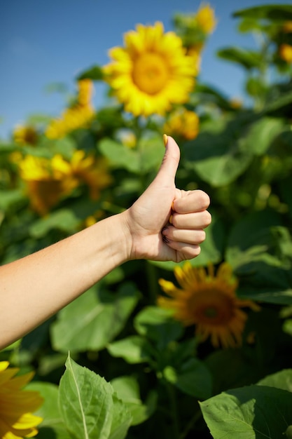 Come il concetto di segno Contadina, agronoma che controlla la qualità del raccolto del campo di girasoli organici