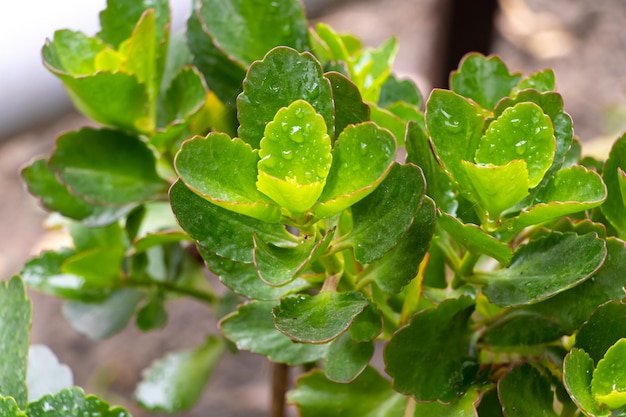 Come prendersi cura del concetto di pianta di kalanchoe