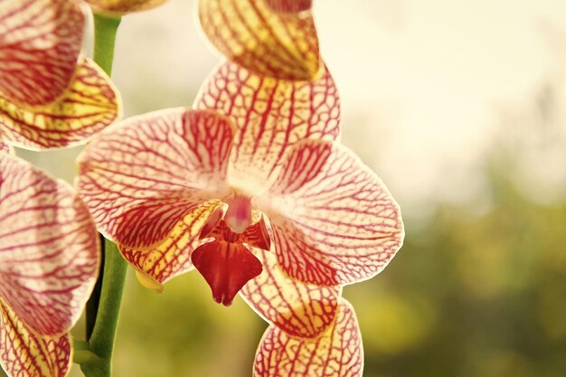 Come prendersi cura delle piante di orchidea all'interno Piante da appartamento più comunemente coltivate Orchidee fiori meravigliosi da vicino Fiore di orchidea fioritura rosa e gialla Orchidea Phalaenopsis Concetto botanico Suggerimenti per la coltivazione dell'orchidea