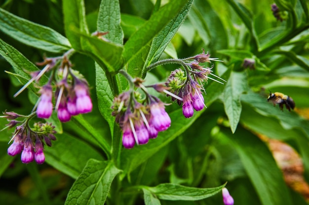 Comfrey comune rosa che sboccia con fondo frondoso verde e ape ronzante