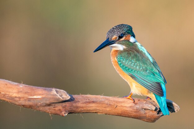 Common Kingfisher (Alcedo atthis) seduta.