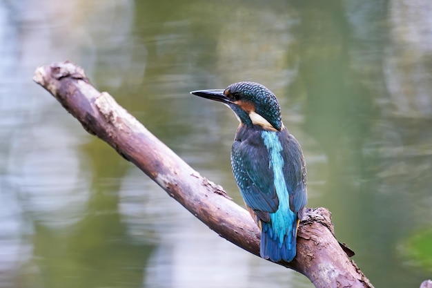 Common Kingfisher Alcedo atthis