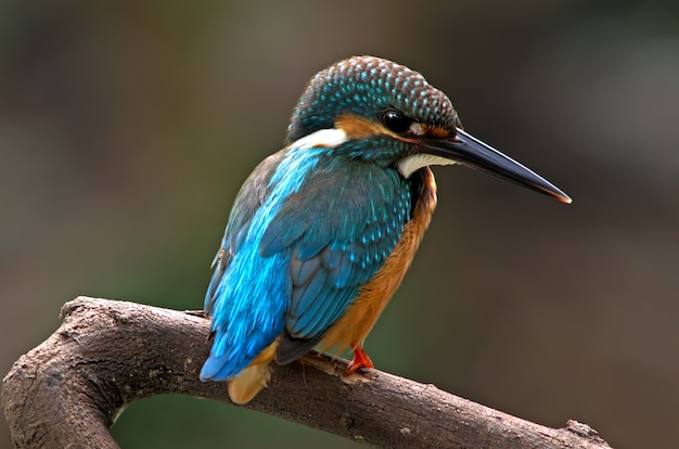 Common Kingfisher Alcedo Birds of Thailand