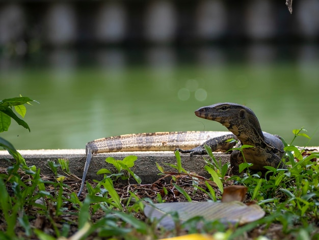 Common Water Monitor sulla diga di cemento lungo il canale